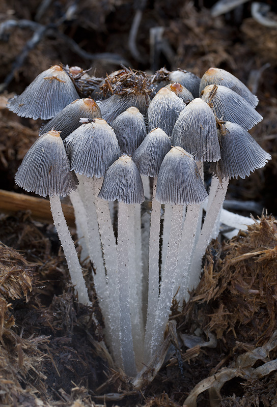 Coprinus lagopus